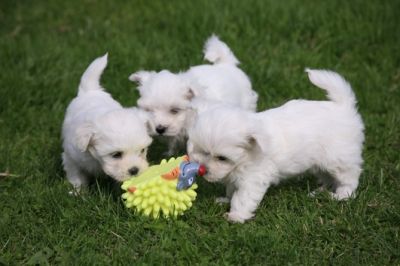 Maltês cachorros para adoção