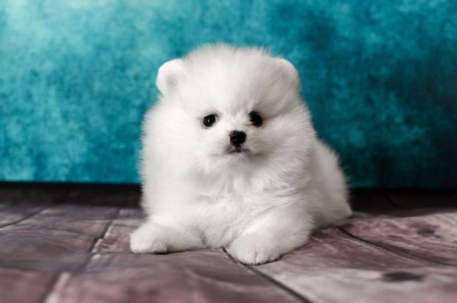 Cachorrinho pomeraniano de raça pura