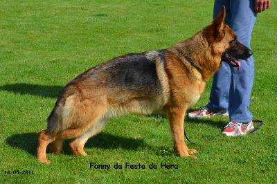 PASTOR ALEMÃO SUPER QUALIDADE