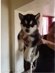 Vendo filhotes de malamute do Alasca