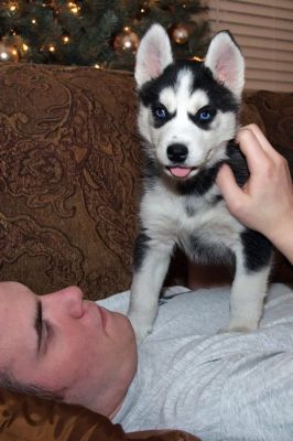 pedigree olhos azuis Husky Siberiano