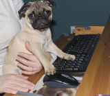 filhote de pug lindo para adopção