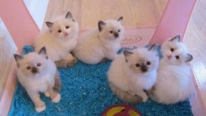 Adoráveis e lindos gatinhos Ragdoll para venda