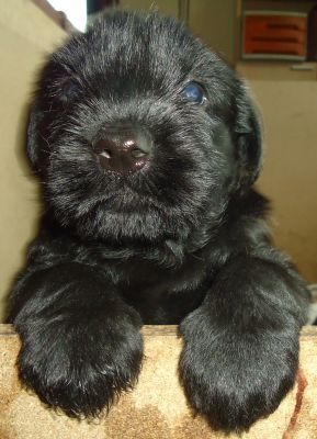 CACHORROS SCHNAUZER GIGANTE PRETO