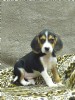 adorable masculino e feminino, bonito Filhotes Beagle 12 semanas de idade prontos para adopção