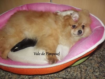 Lulu da Pomerânia @ Spitz Alemão Anão 