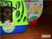 2 machos chihuahua cachorros para venda