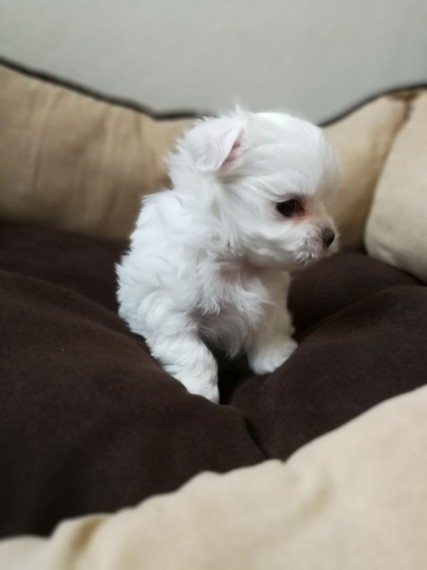 Filhotes de cachorro bonitos de maltês disponíveis.