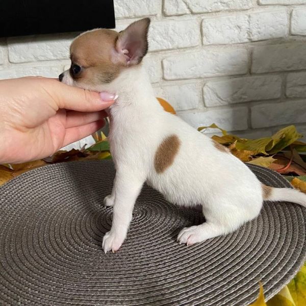 Adorável filhote de chihuahua procurando um novo lar