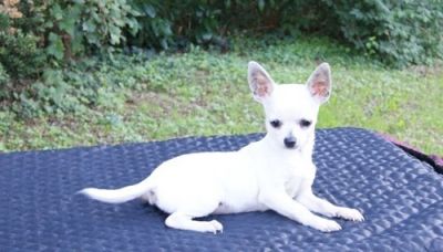  belo cachorro Chihuahua branca