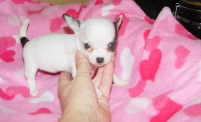 Chihuahuas pêlo curto