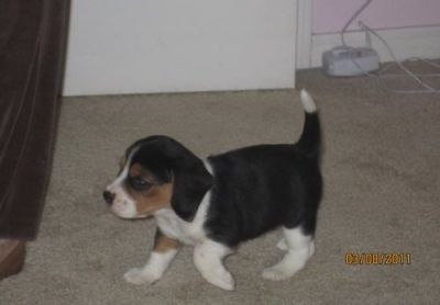 brincalhão e bonito filhotes Beagle para adoção livre contato para mais informações