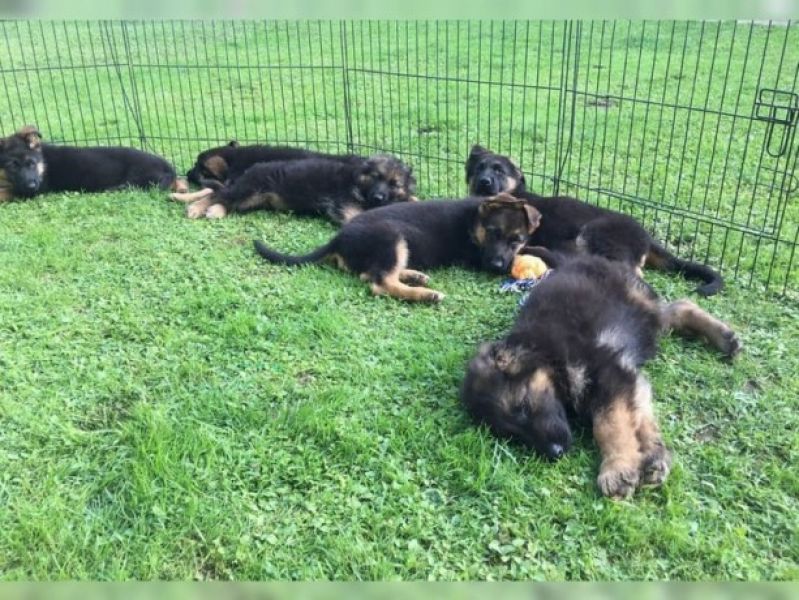 Gentil Filhotes de pastor alemão disponíveis