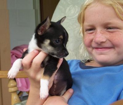 casa bonito e adorável chihuahua cachorros treinados.