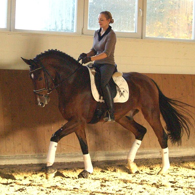Castrado Hanoveriano para adestramento, saltos, pista de equitação 