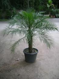 Palmeira Phoenix 25€