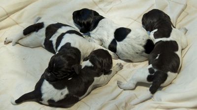 Dom Drahthaar cachorros para ex-massa.....