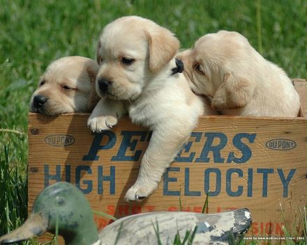 Labradores  de qualidade -- ja com 3 vacinas - 967888237