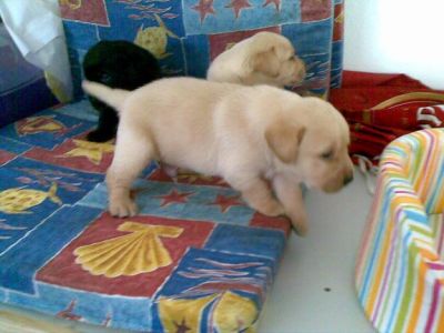 labradores com pedigre