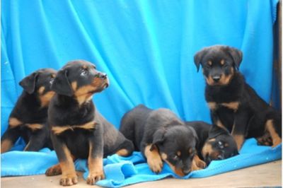 Filhotes de rottweiler Disponível
