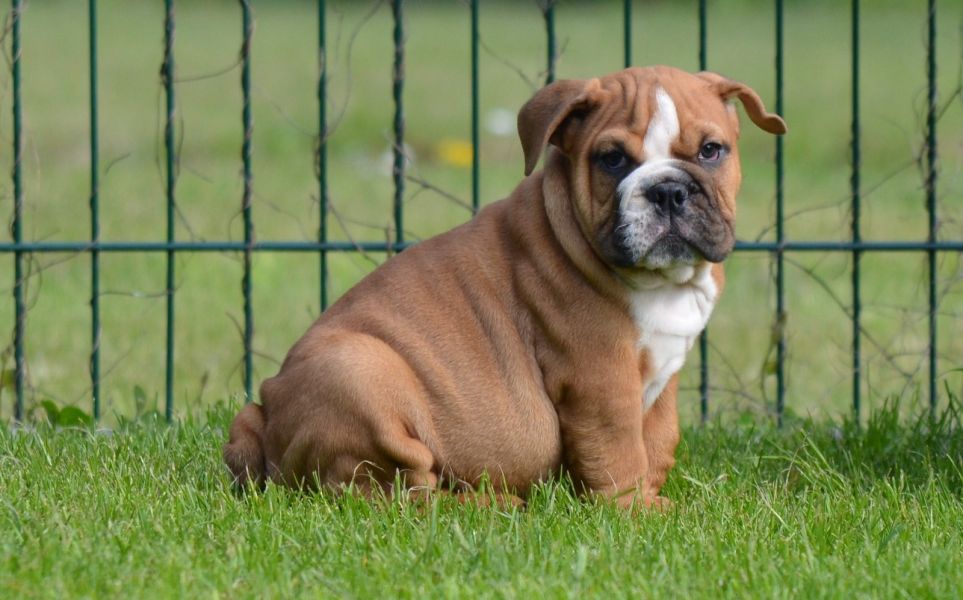 Inglês bulldog cachorros pronto para adoção