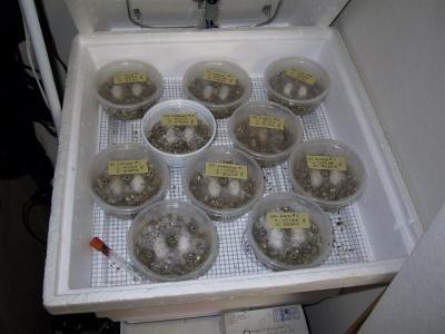  Africano cinzento papagaios e ovos férteis para venda