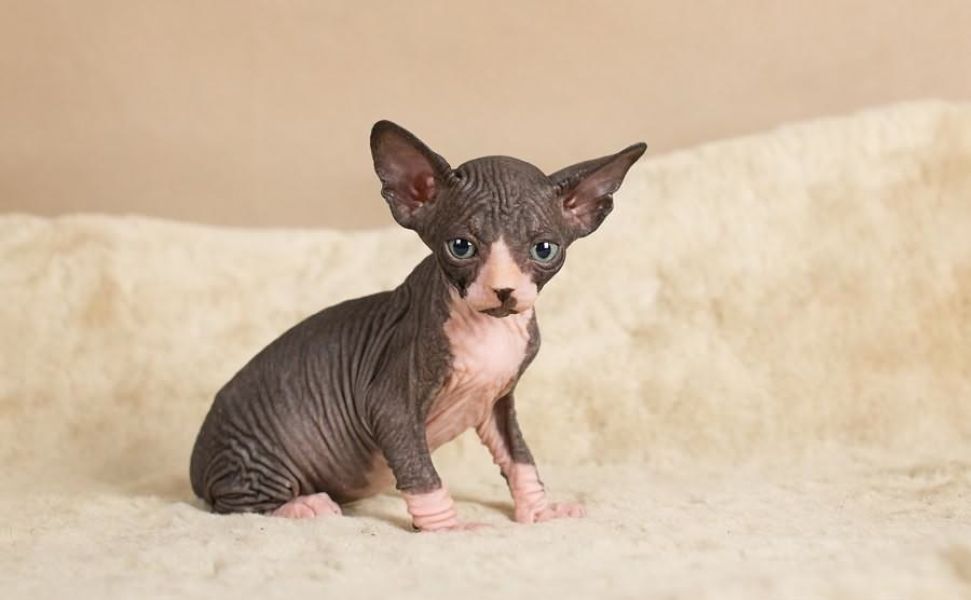 Gatinhos Sphynx registrados