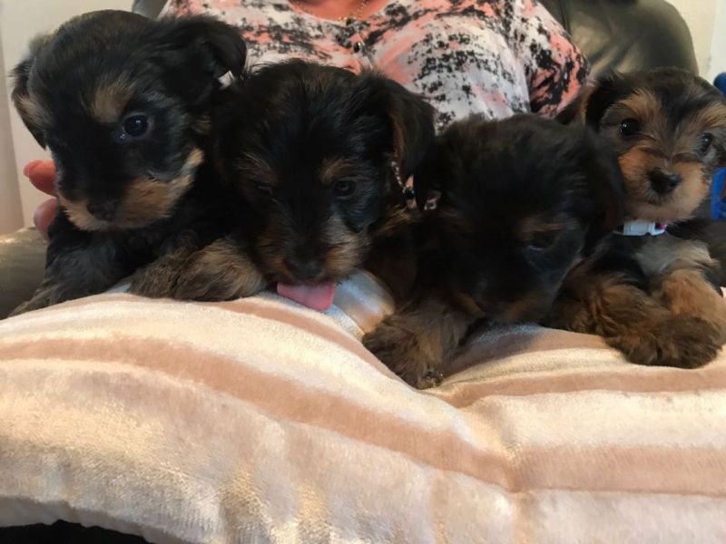 Filhotes de Yorkshire Terrier surpreendentes