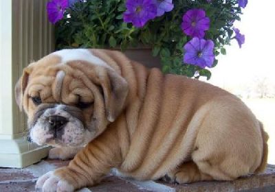 Qualidade Inglês bulldog cachorros para adopção.