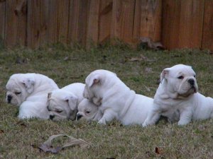 simpático Bulldog Inglês