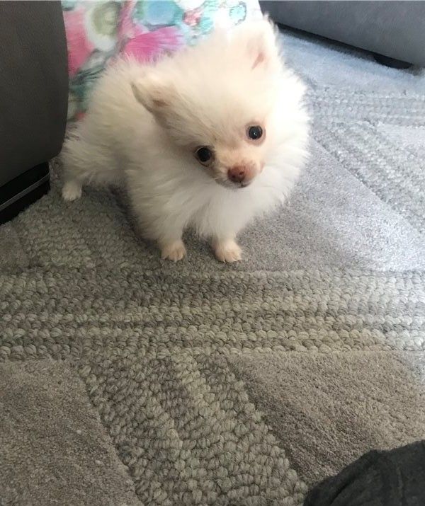 Filhotes de cachorro pomeranian minúsculos