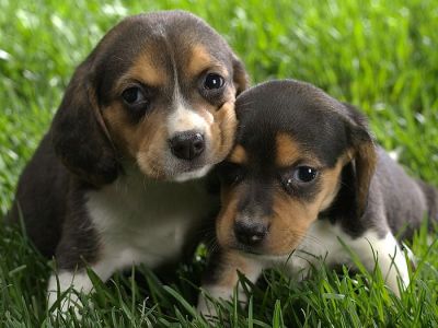 Filhotes beagle bonito disponíveis para adoção