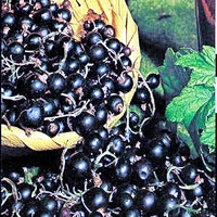 MIRTIBÉRICA – Plantas de Frutos Silvestres, Estufas Agrícolas/Garden Centers, Sistemas de Rega.