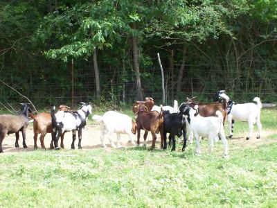Las cabras Boer saludables para la venta,