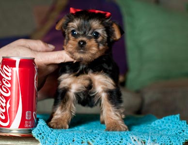 yorkie cachorros para adopção