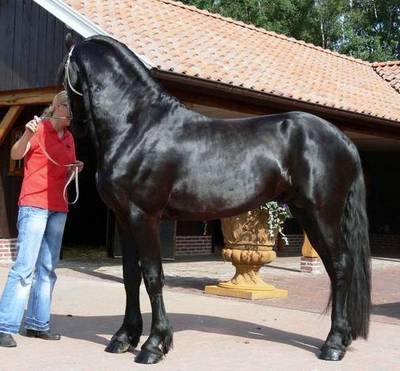 gigante preto Friesian Venda