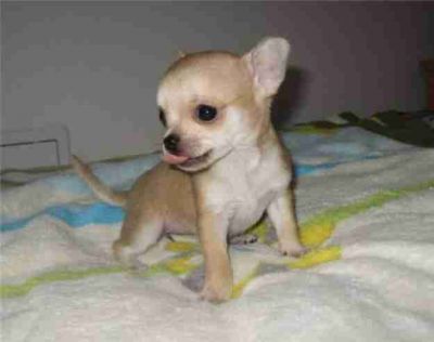 Bela filhotes Chihuahua para meninas Mini, cabelo curto, 10 semanas de idade