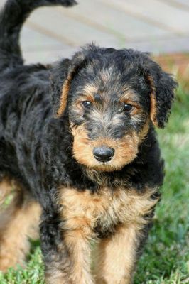 Adorável masculino e feminino Airedale Terrier  filhotes para adoção