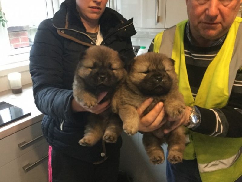 Filhotes de cachorro Chow Chow