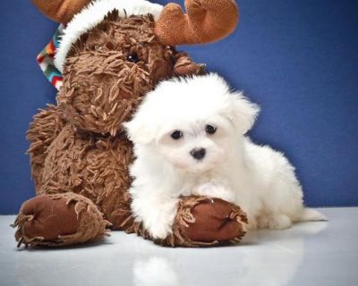 Minúsculo Toy bebê maltês cachorros para adopção