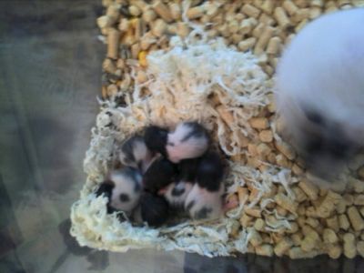 Hamsters Russos e Sírios (Pandas)