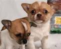 magnífica chihuahua cachorros para adoção livre contato para mais detalhes