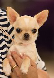 Cachorros de filhote chihuahua amigáveis para adoção