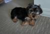 Tea Cup Yorkie (Yorkshire Terrier) Puppies 9 semanas