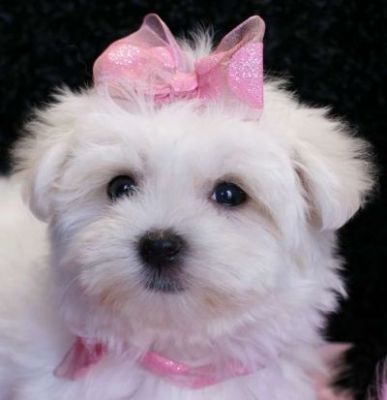 Cachorro Maltês magnífica Ceia para adopção. 