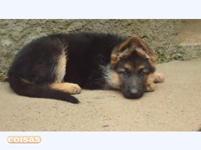 pastores de qualidade - grandes e fortes