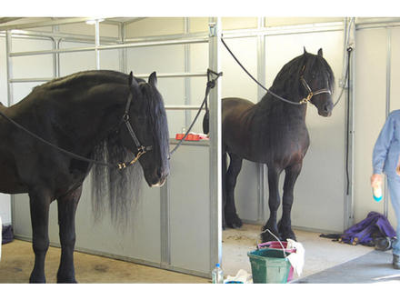 1 macho e 1 fêmea cavalo para copa do mundo.