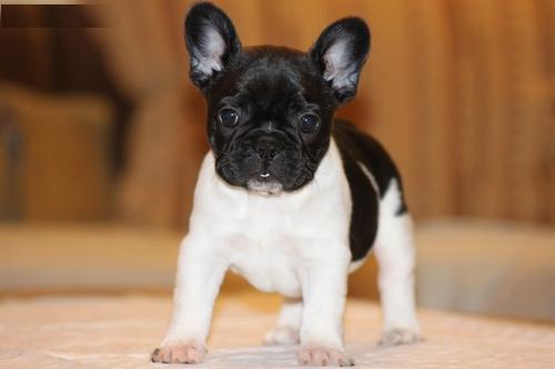 Filhotes bulldog francês macho e fêmea para adoção