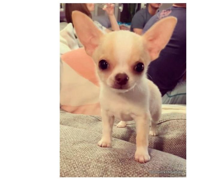 Filhotes de chihuahua