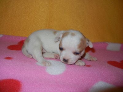 Linda chihuahua cachorros
